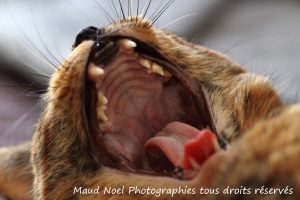 MAUDNOELphotographie_header